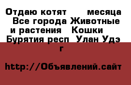 Отдаю котят. 1,5 месяца - Все города Животные и растения » Кошки   . Бурятия респ.,Улан-Удэ г.
